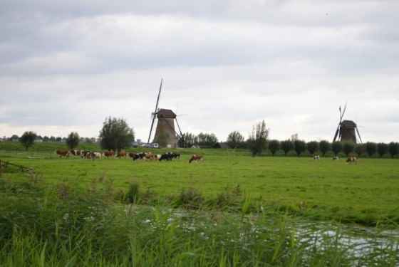 Krajobraz Holandii
